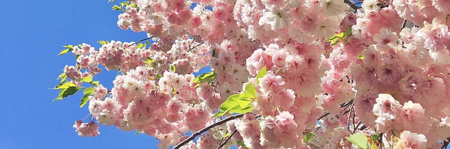 ShabbyNChic's profile banner image