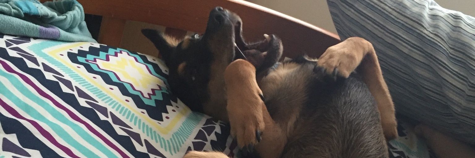 snapcactus's profile banner image