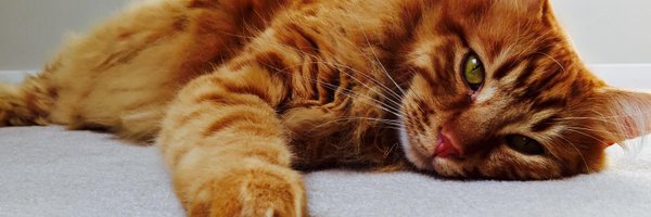 garethj_msft Profile Banner