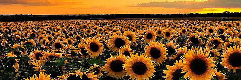 Gabriela_Comte's profile banner image