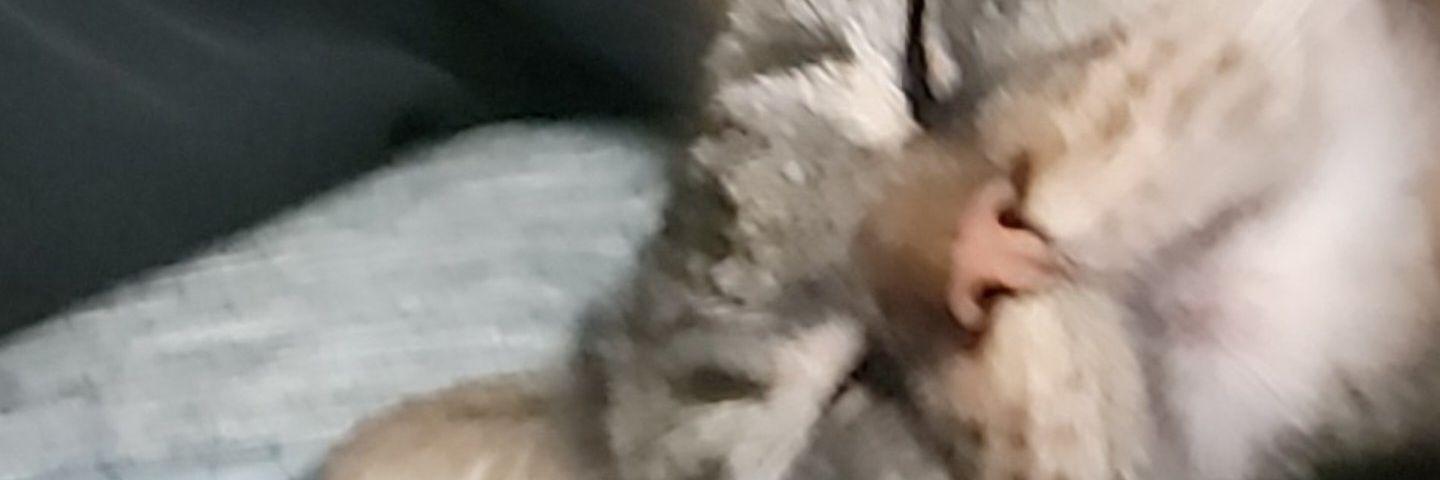 Datsikkid's profile banner image
