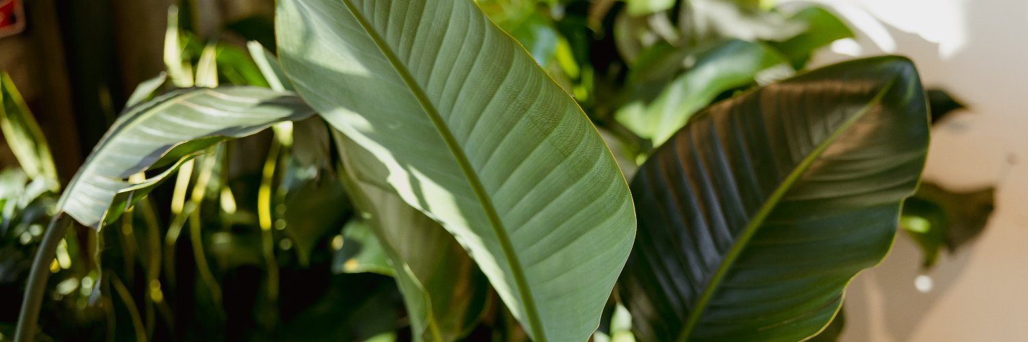 savanahloftus's profile banner image