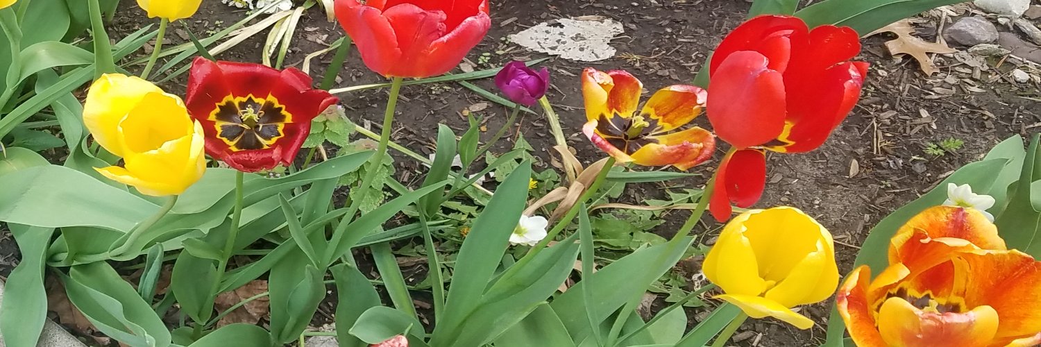 imamongoose's profile banner image