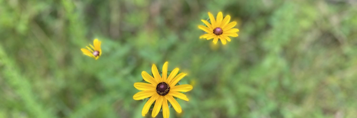 Sarah Barton Thomas banner