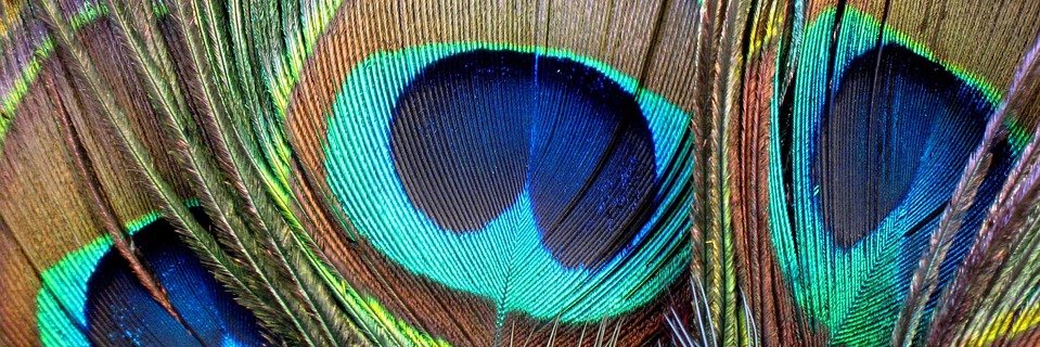 Padipadee's profile banner image