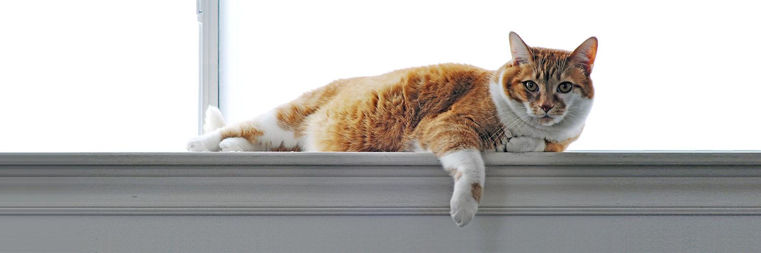 Toby_Cat's Posse banner