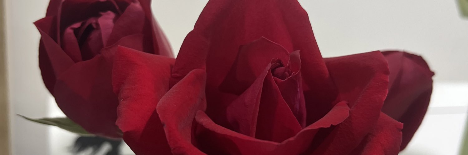 shnfzra's profile banner image