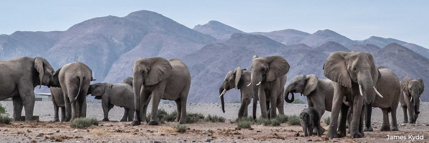 David Shepherd Wildlife Foundation banner