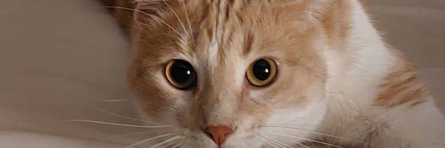 liliatt's profile banner image
