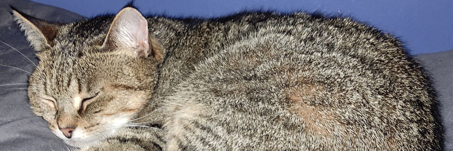CasterlyR0cks's profile banner image