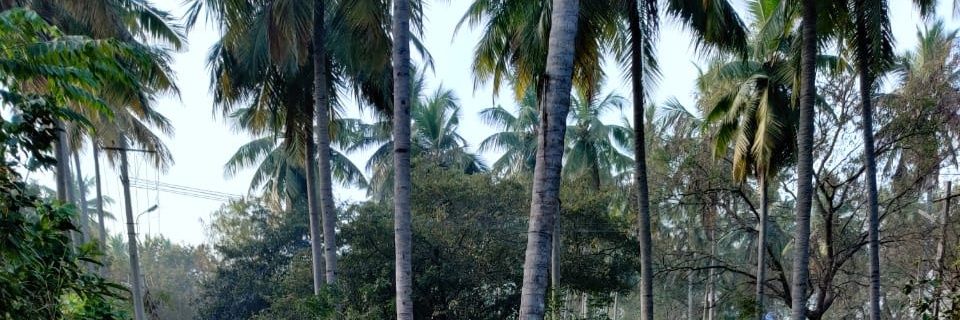 NenuKevin's profile banner image