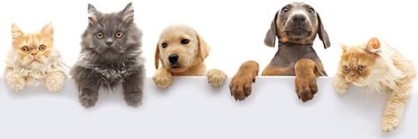 🇹🇷Tarık Çapçı🐊 banner