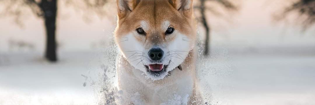 I AM P_SK banner