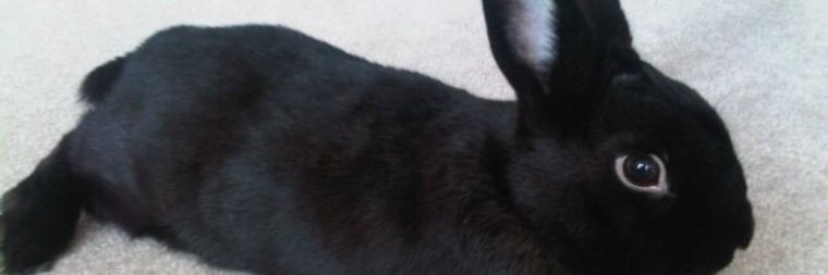 MrMugatu's profile banner image
