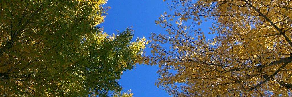 fxchou's profile banner image
