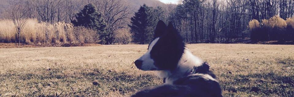 SebastianWolfe's profile banner image