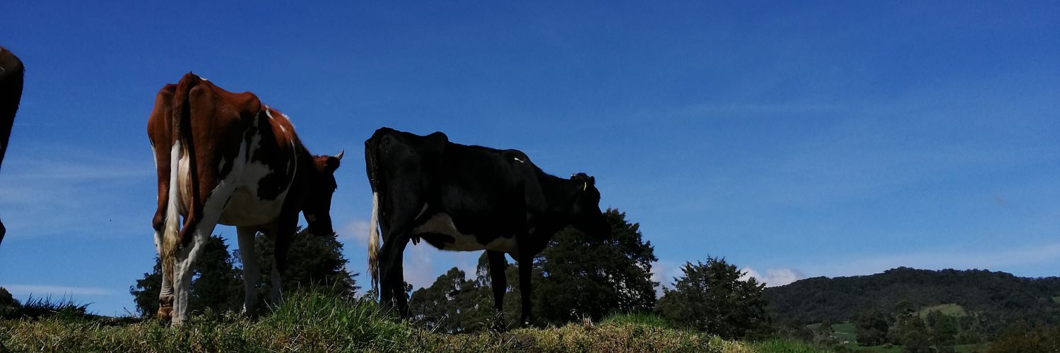 ZerggioV's profile banner image