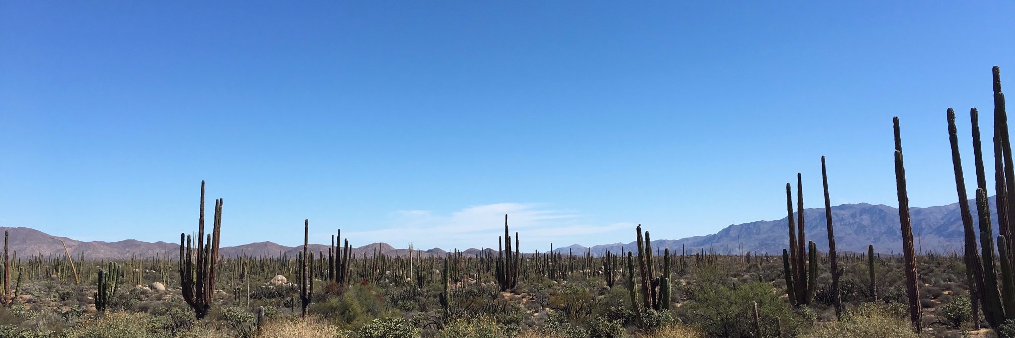 Andrea Navarro banner