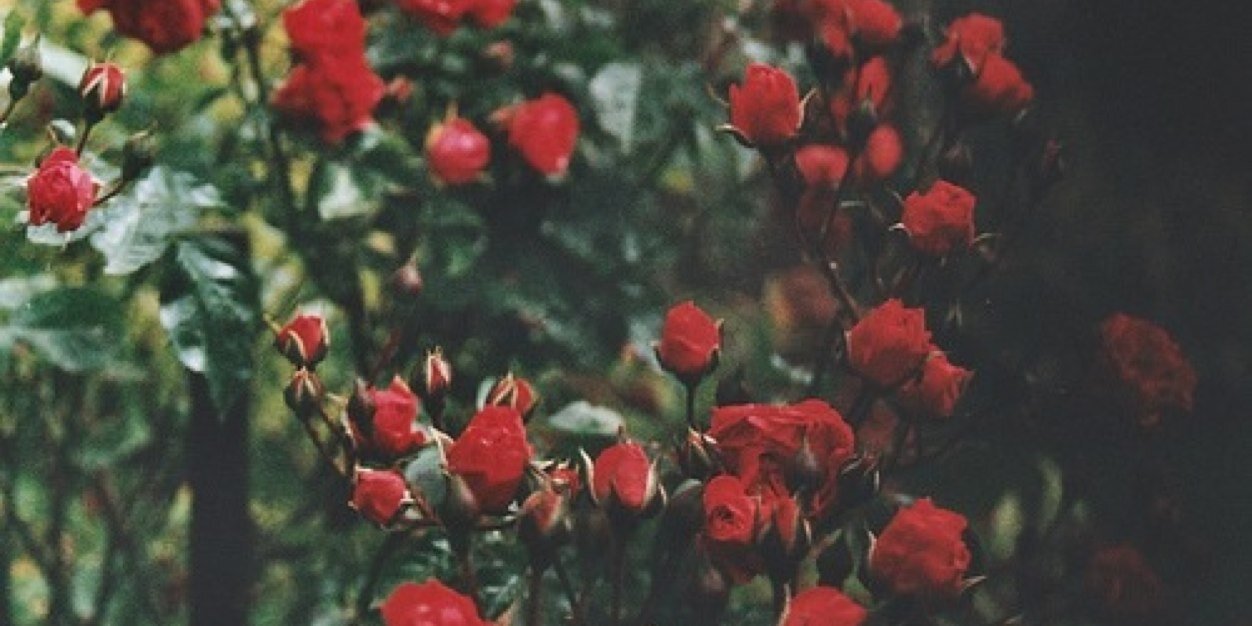 devnnoel's profile banner image