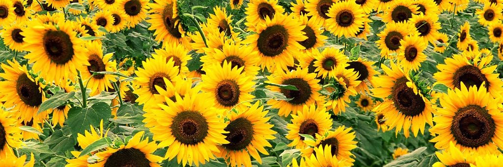 MegRay6212's profile banner image