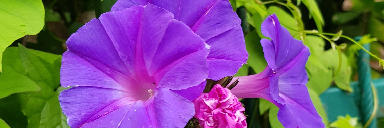 Catr1973's profile banner image