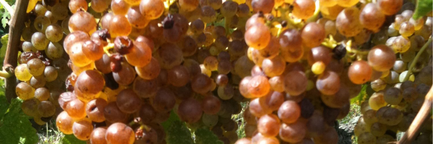 David Galetti banner