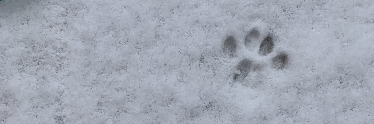 JumpinJeanBean's profile banner image