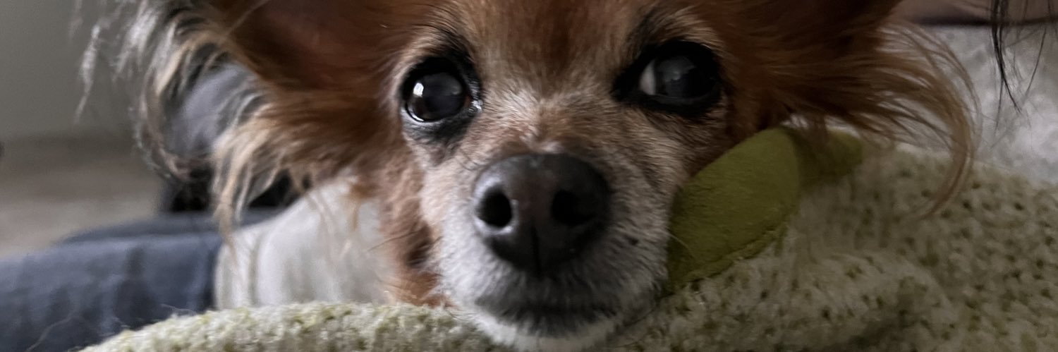 Boop_SnootBoogy's profile banner image