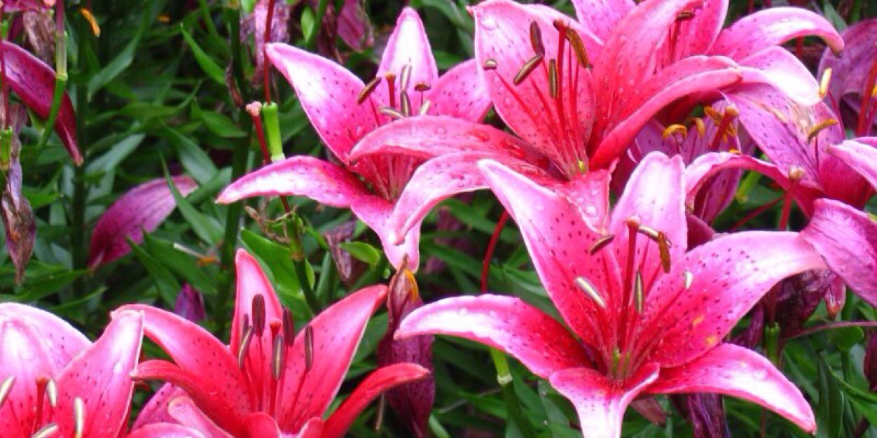 linzcarroll's profile banner image