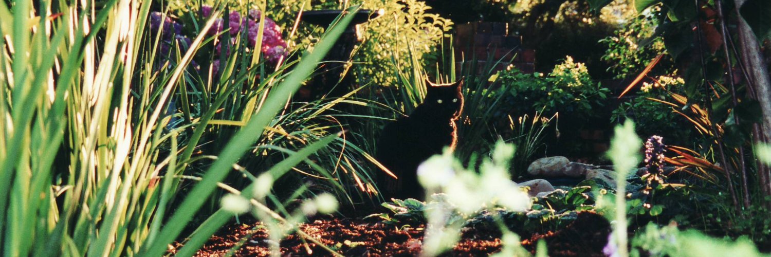 🦘MS Catty 🦘's banner