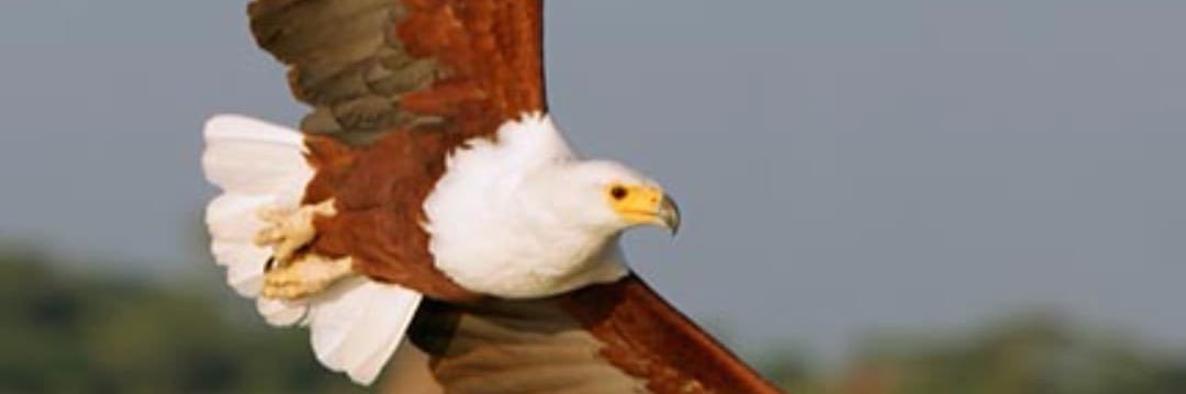 wakups's profile banner image