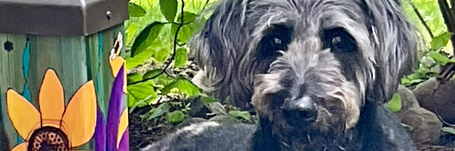 Lainey 🕊🐝🌻🔭🏌️‍♀️🏒🧶🎼 🧳🇨🇦🐕‍🦺 banner