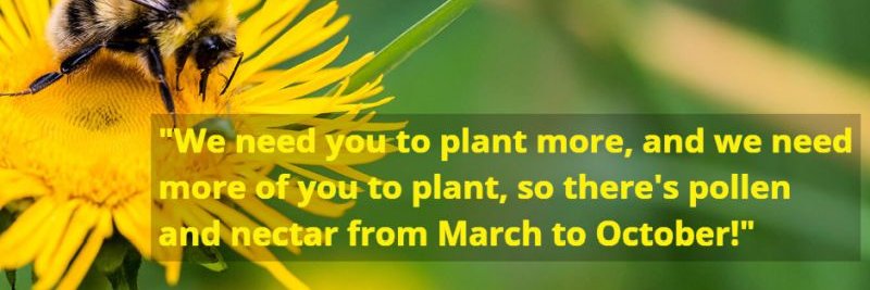 Feed The Bees banner