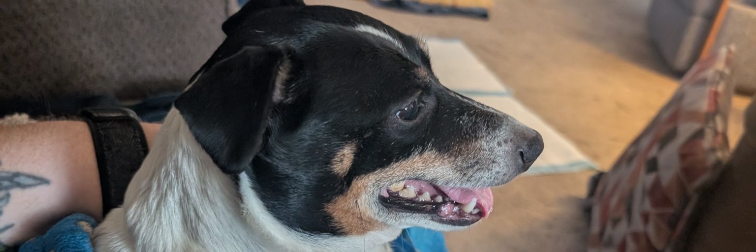 hellspittwiztid's profile banner image