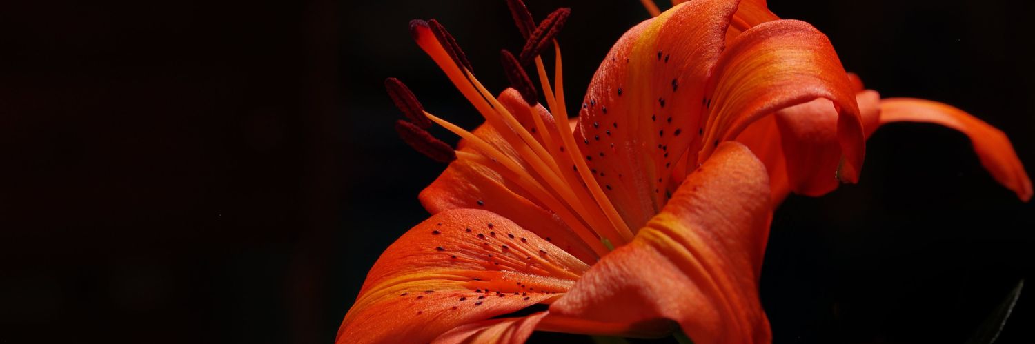 ruffNille's profile banner image