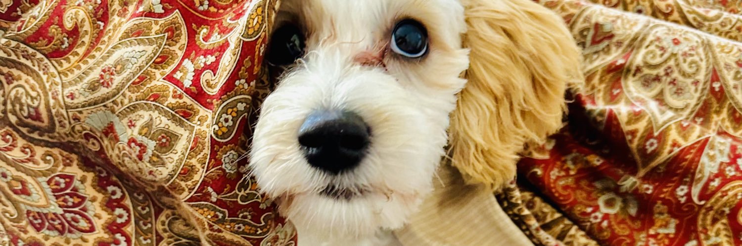 Andrew Brenner banner