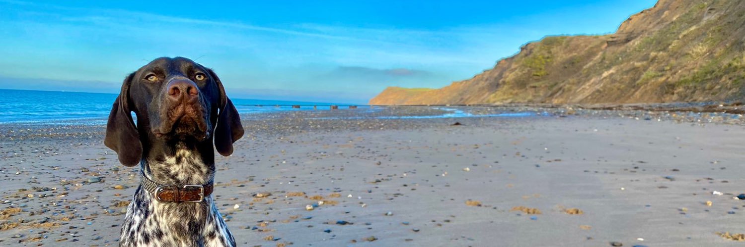 CarefreeRecords's profile banner image