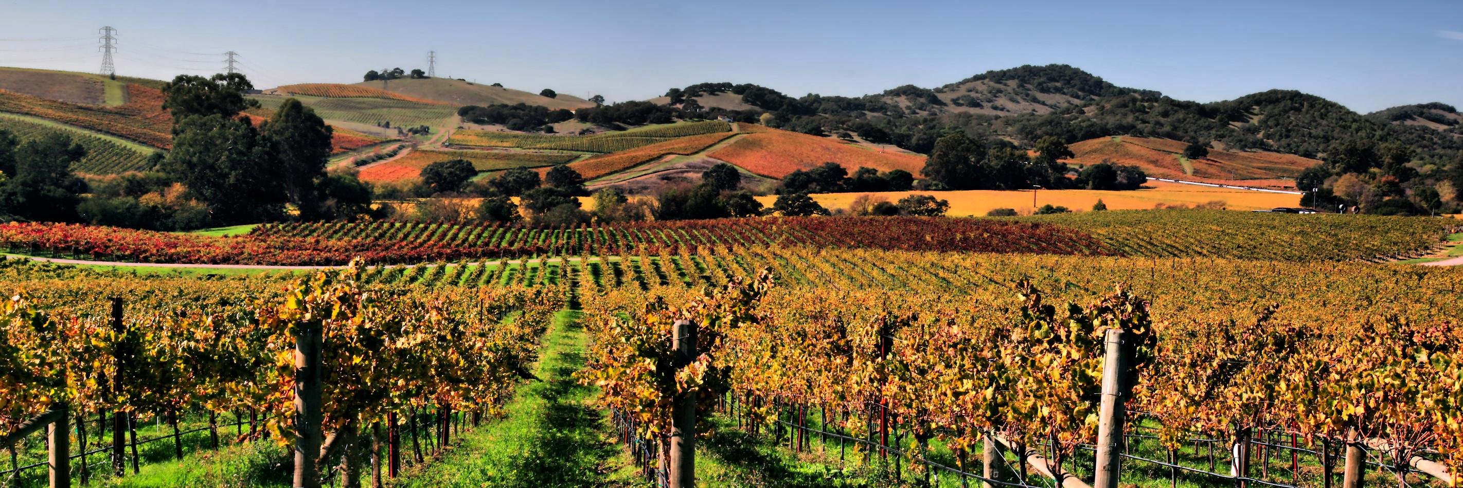 oakcliffcellars's profile banner image