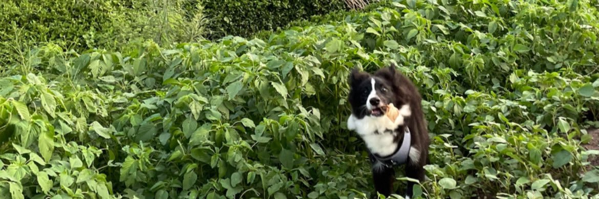 Adolfo Cabanillas banner