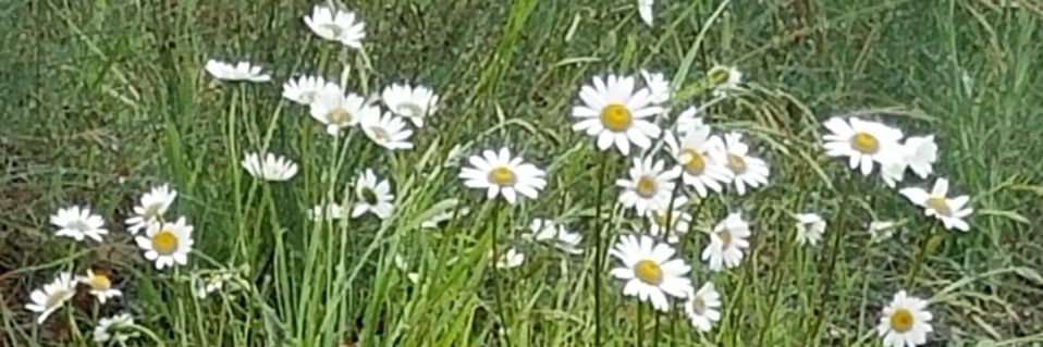 VickieWaybright's profile banner image