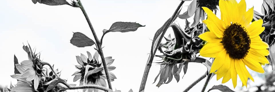 DeedeeDodo47's profile banner image