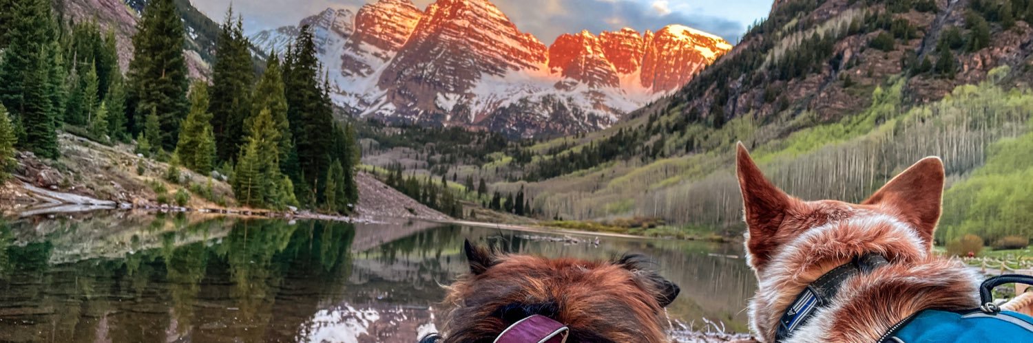 petsdogs24's profile banner image
