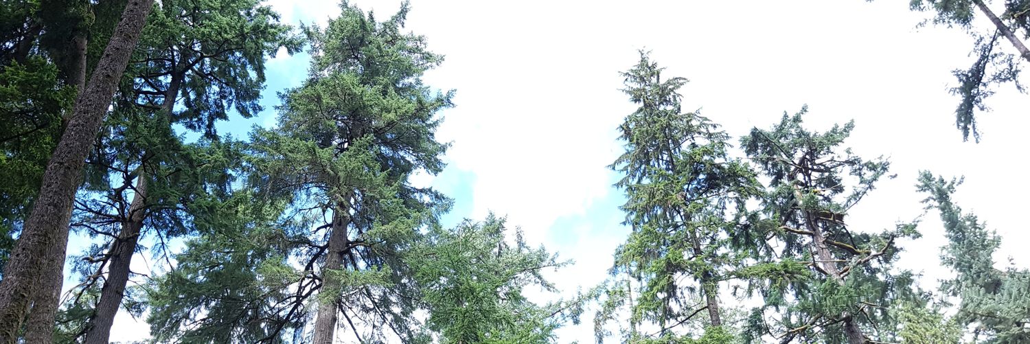 apolinko's profile banner image