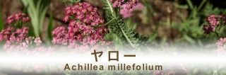 riokada86's profile banner image