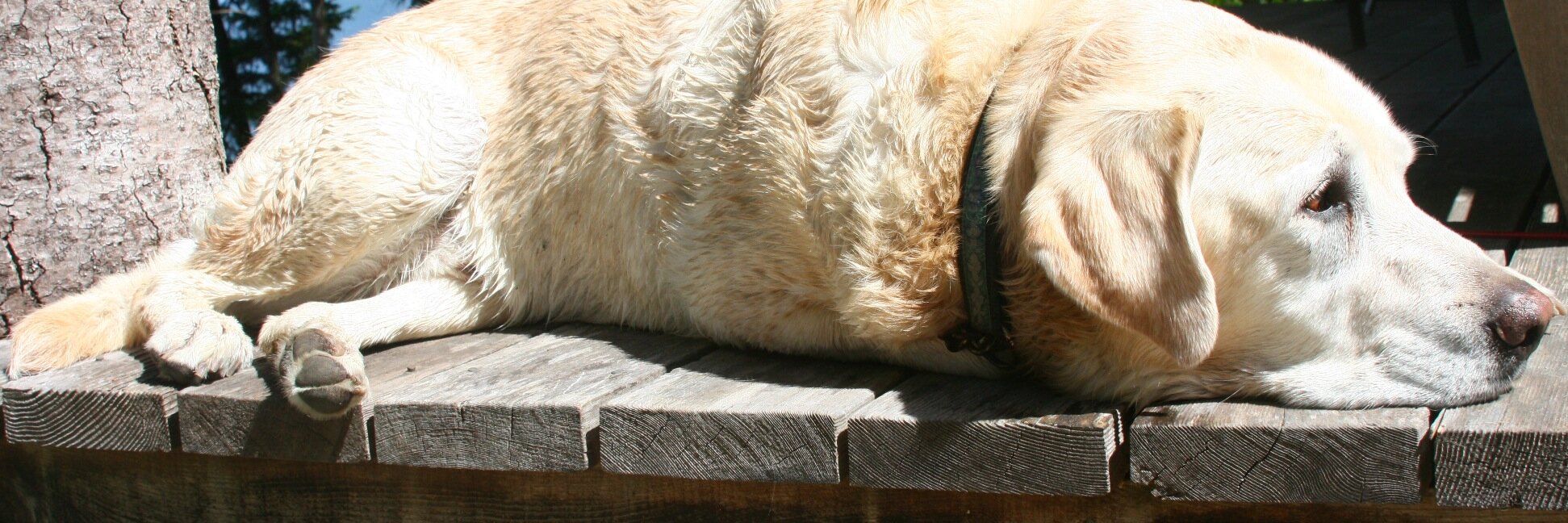 Elsbeth Mehrer banner