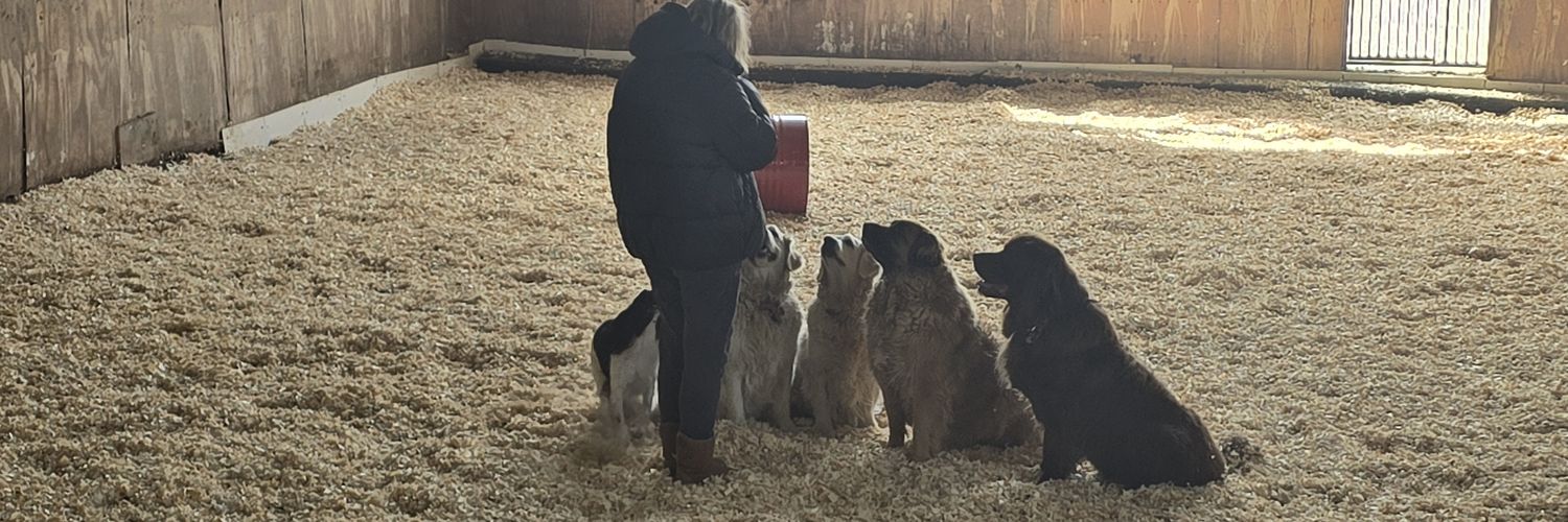 canineadvisory's profile banner image