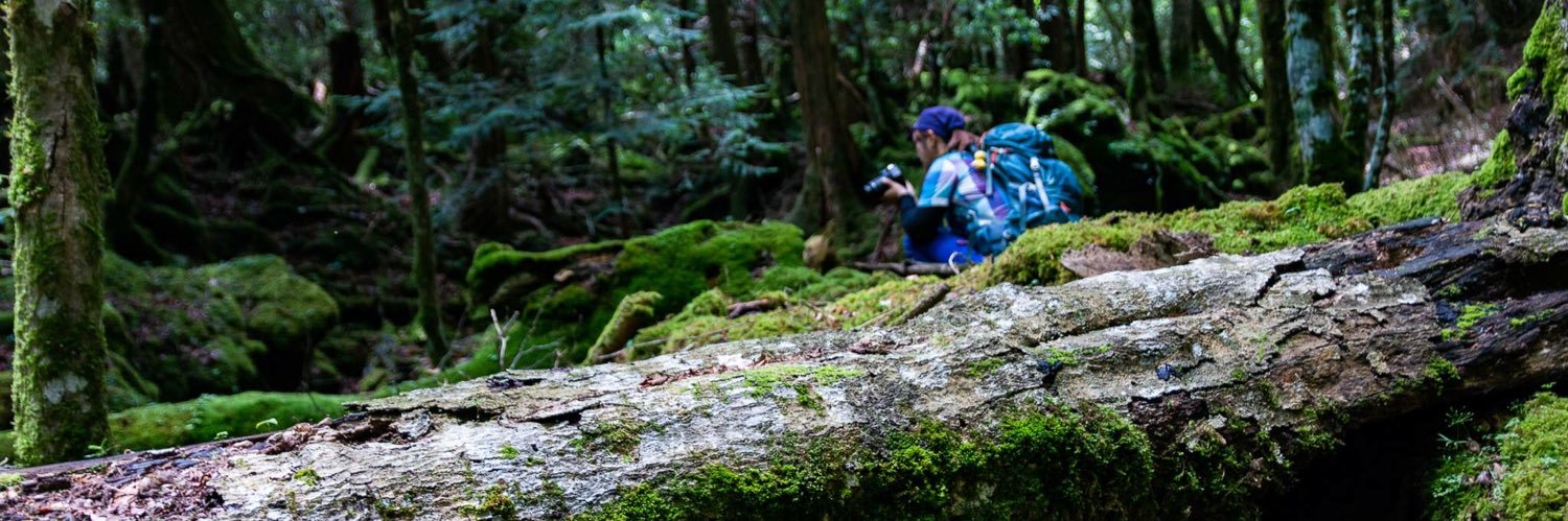 rootsoftreee's profile banner image