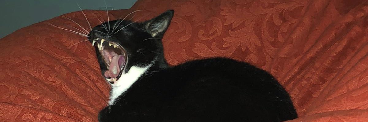 SConnors00's profile banner image