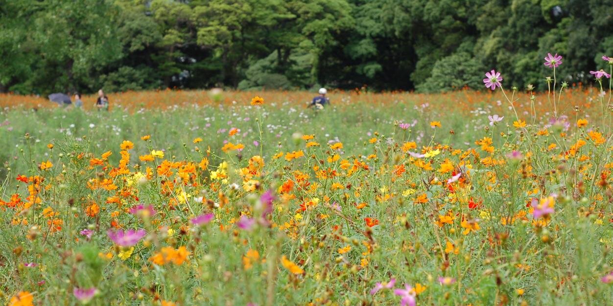 🐻 iona 🐻 banner