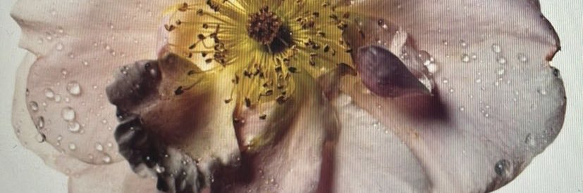 juliacacheda's profile banner image